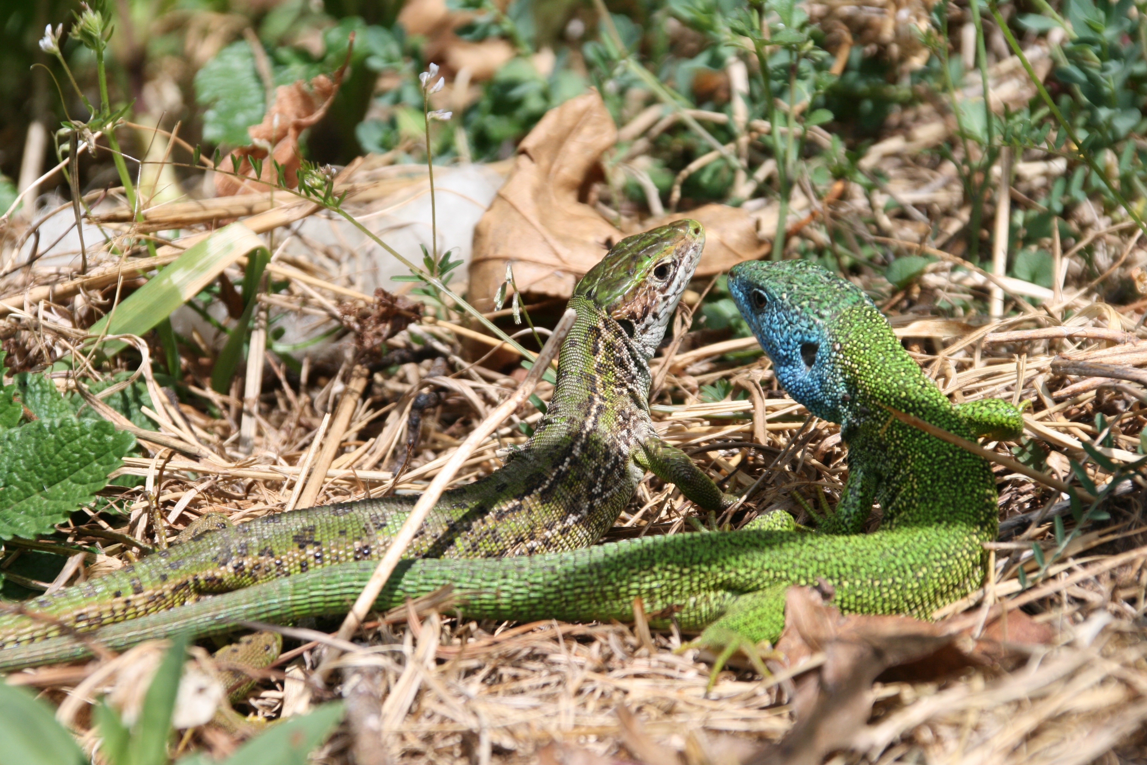 Smaragdeidechsen sonnen sich auf dem Mulch unseres Gartens