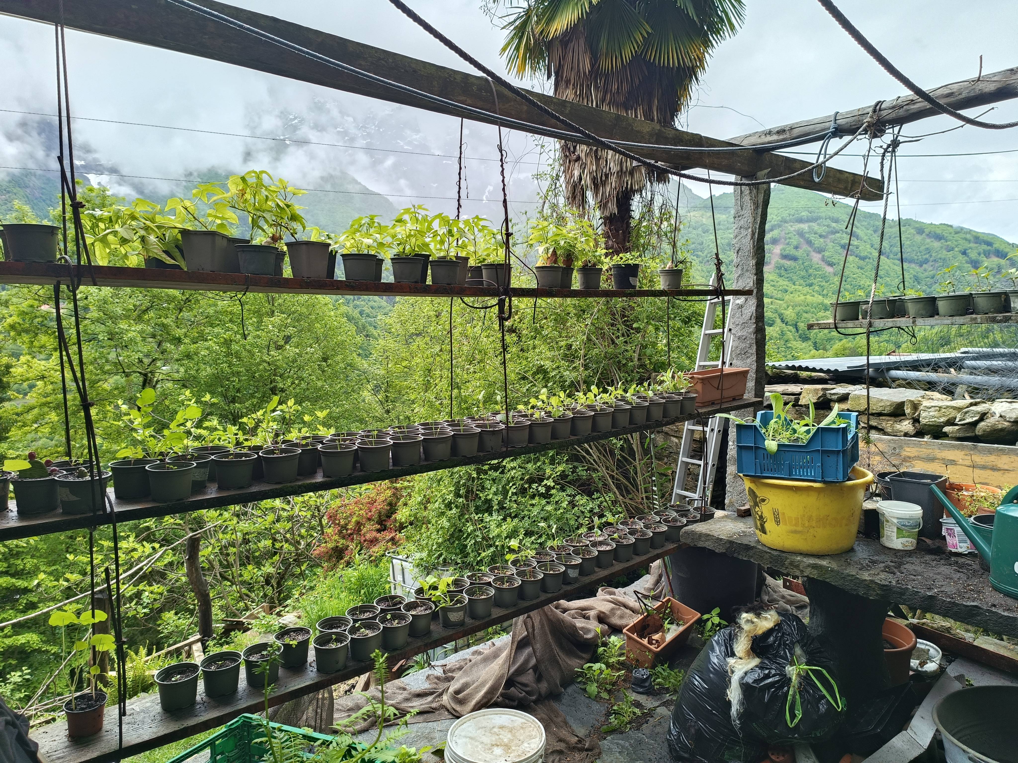 Anzucht von Setzlingen