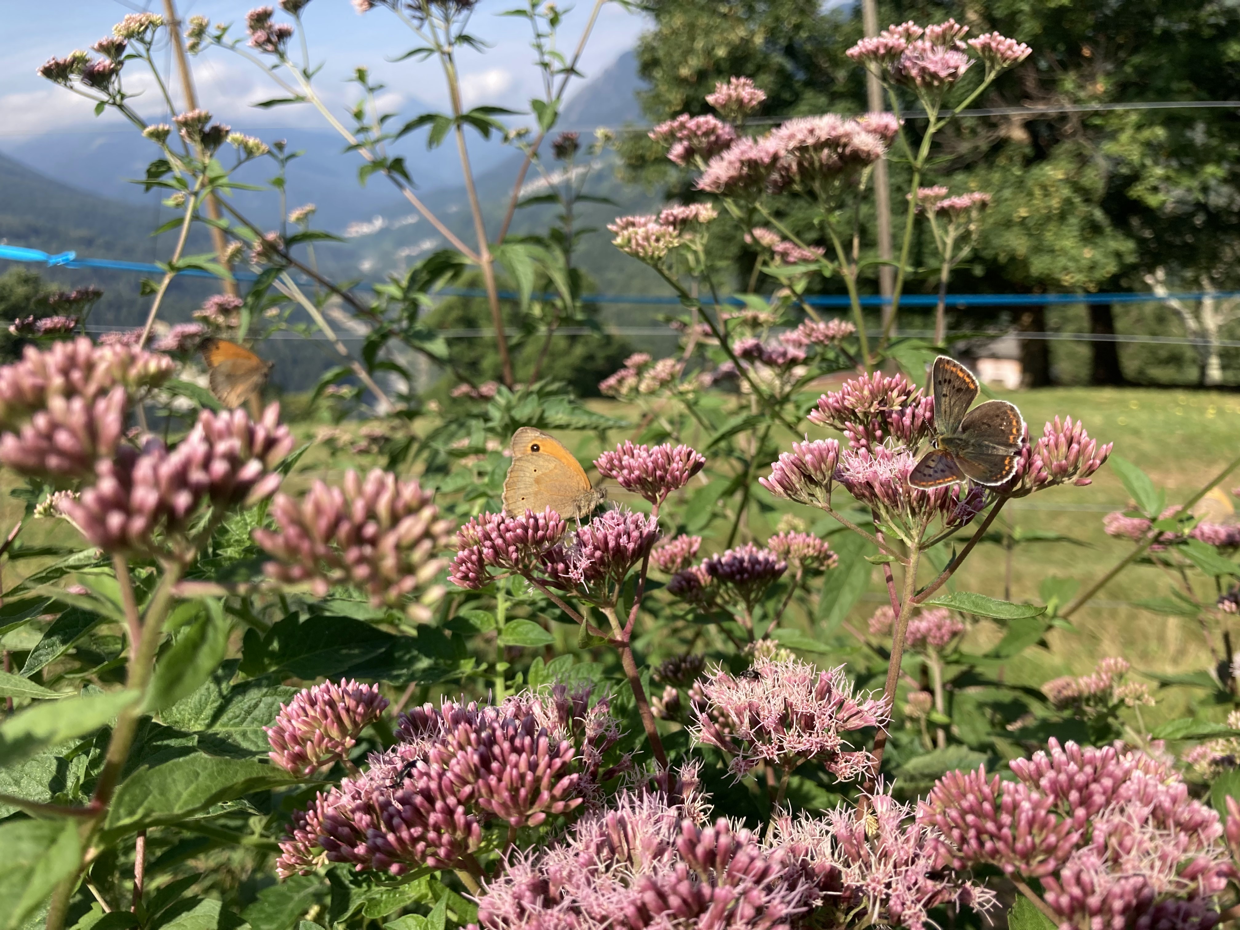 Schmetterlinge auf blühendem Dost - ein Beispiel für die Förderung einheimischer Flora und Fauna