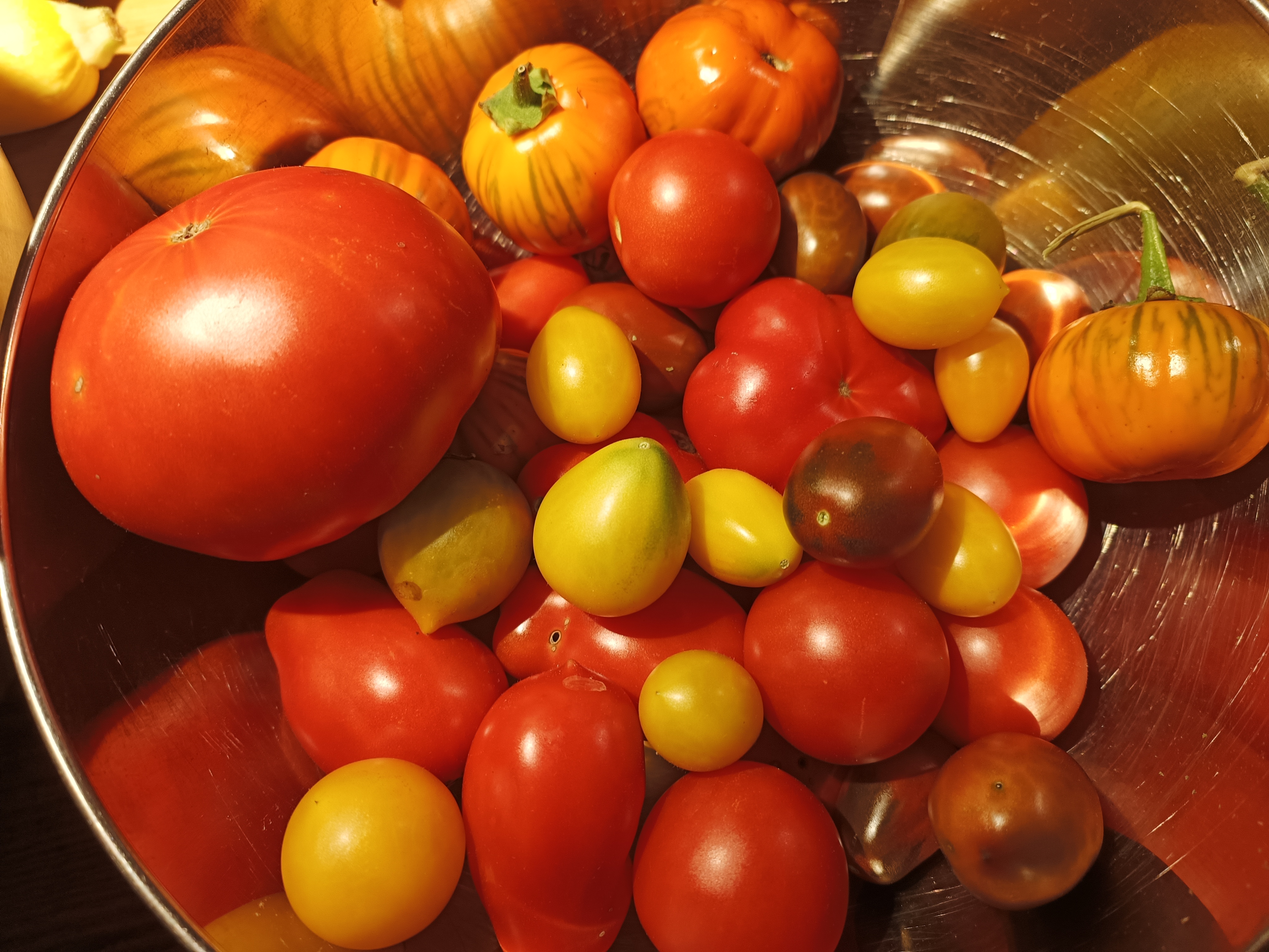 Vielfältige Tomatenernte in verschiedenen Sorten und Farben