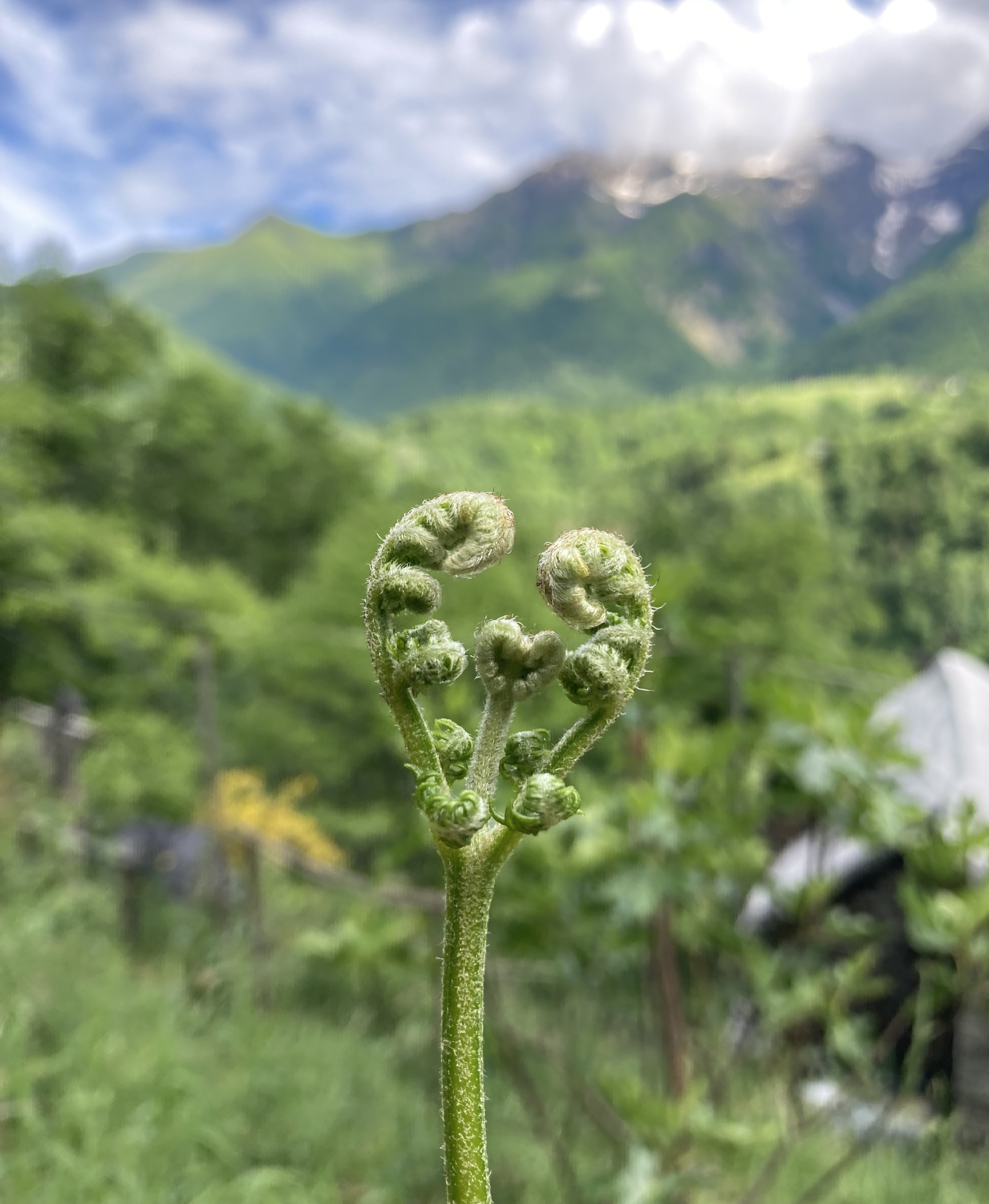 Junger Farn in Herzform