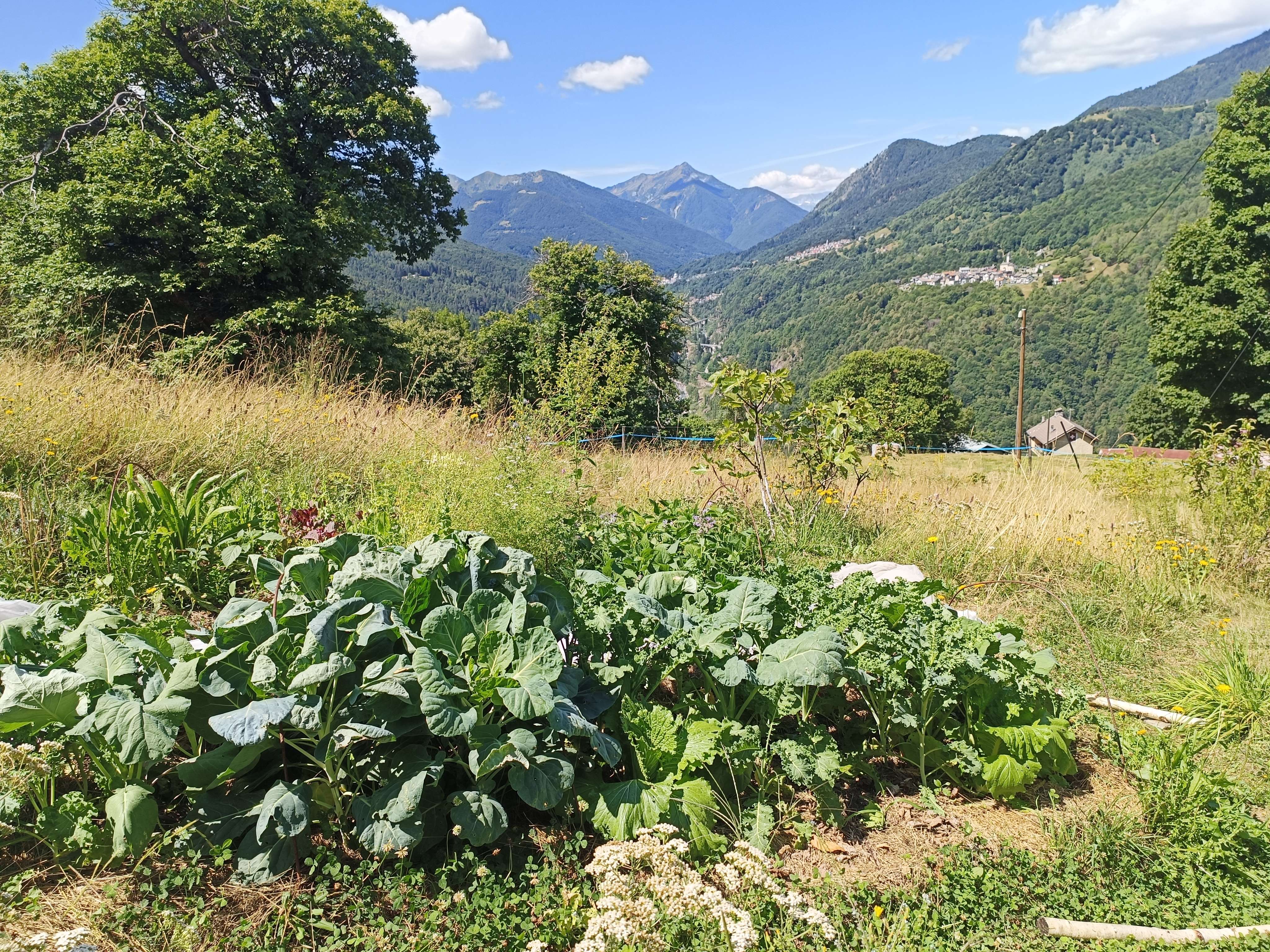 Kohlgemüse mit Bergpanorama