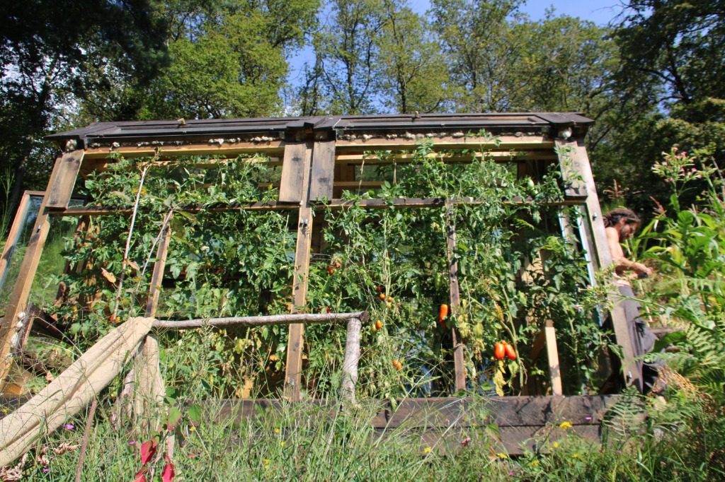 Tomaten im Gewächshaus