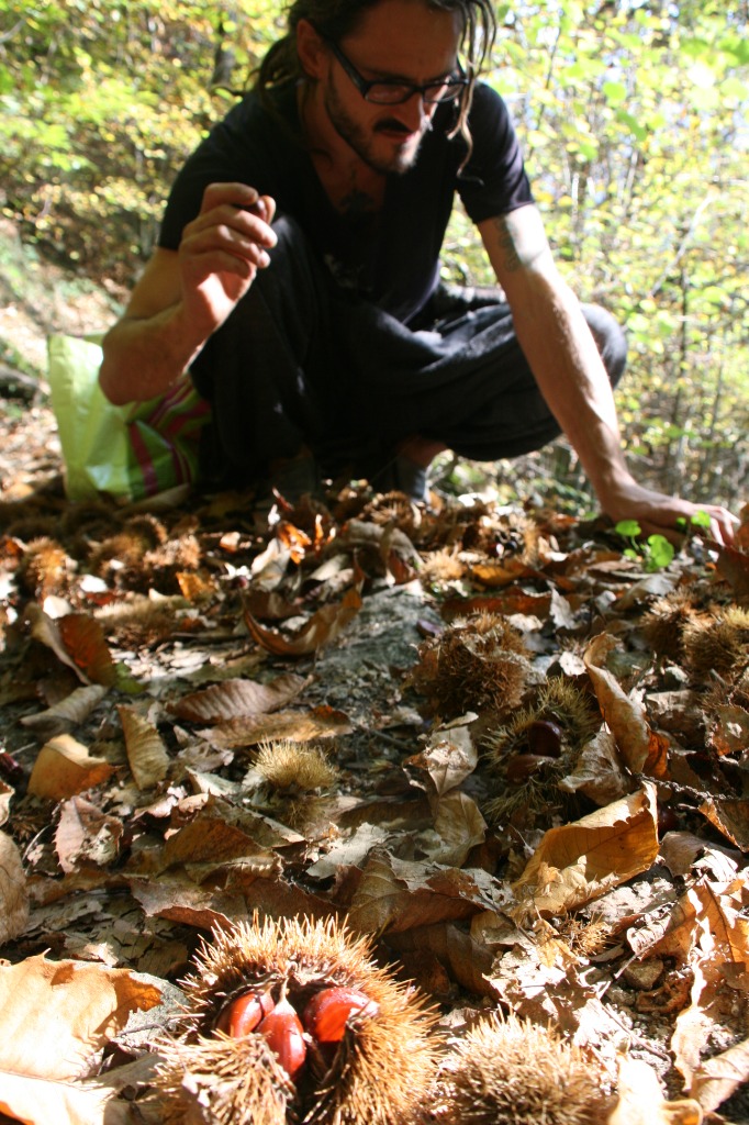 Kastanien sammeln im Wald