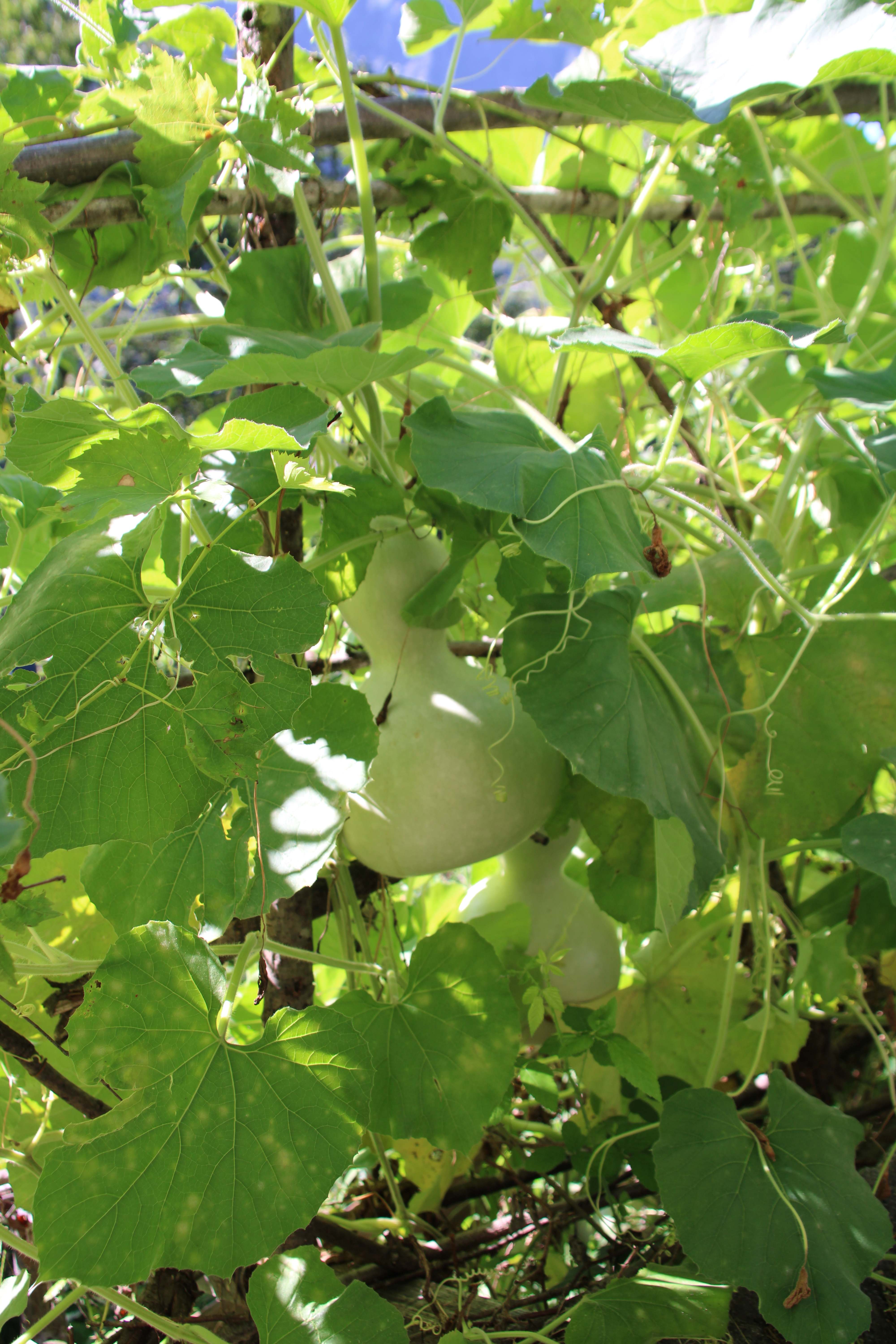 Wachsender Kürbis an der Pflanze