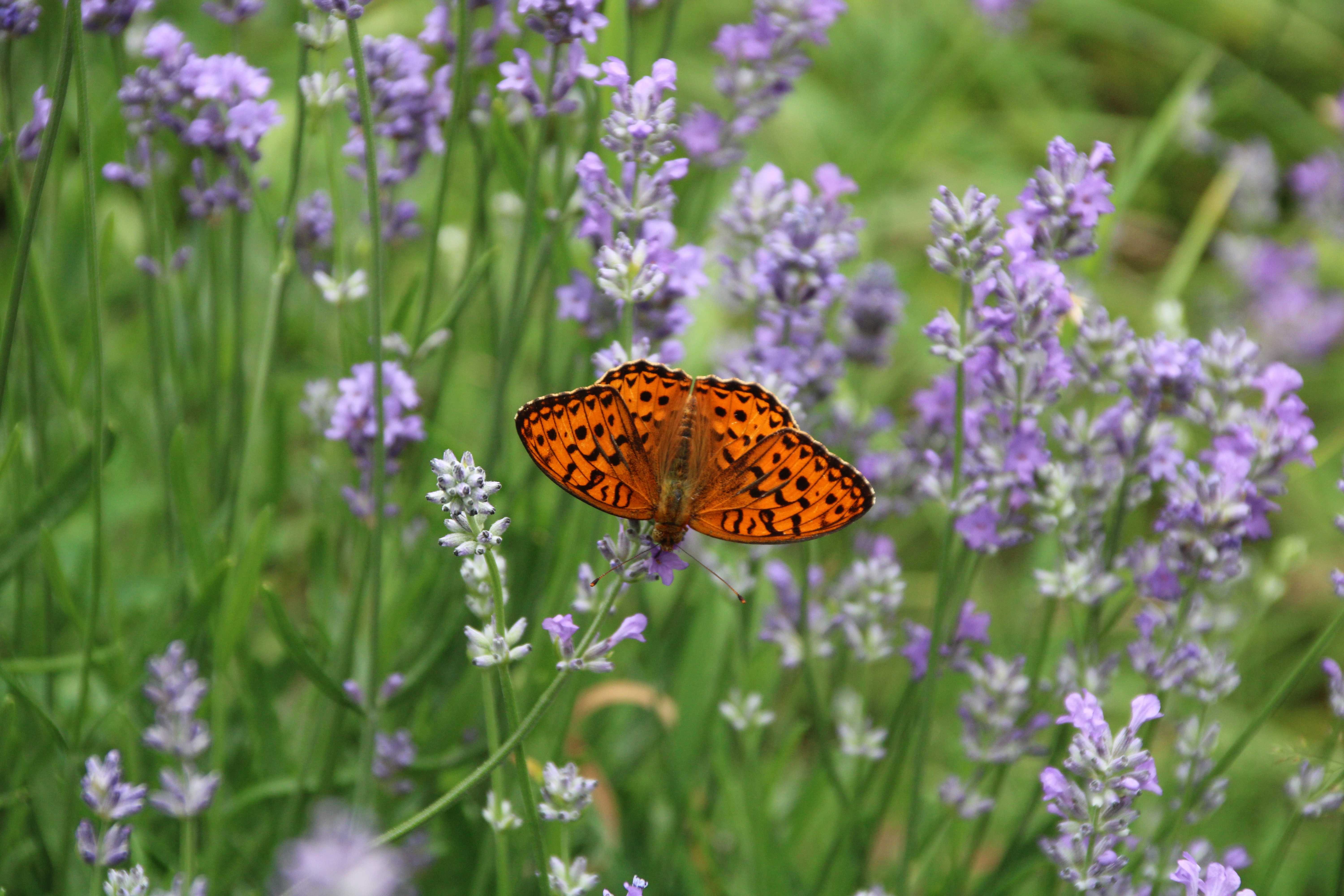 Schmetterling auf Lavendelblüten - Zutaten für unsere Naturseifen