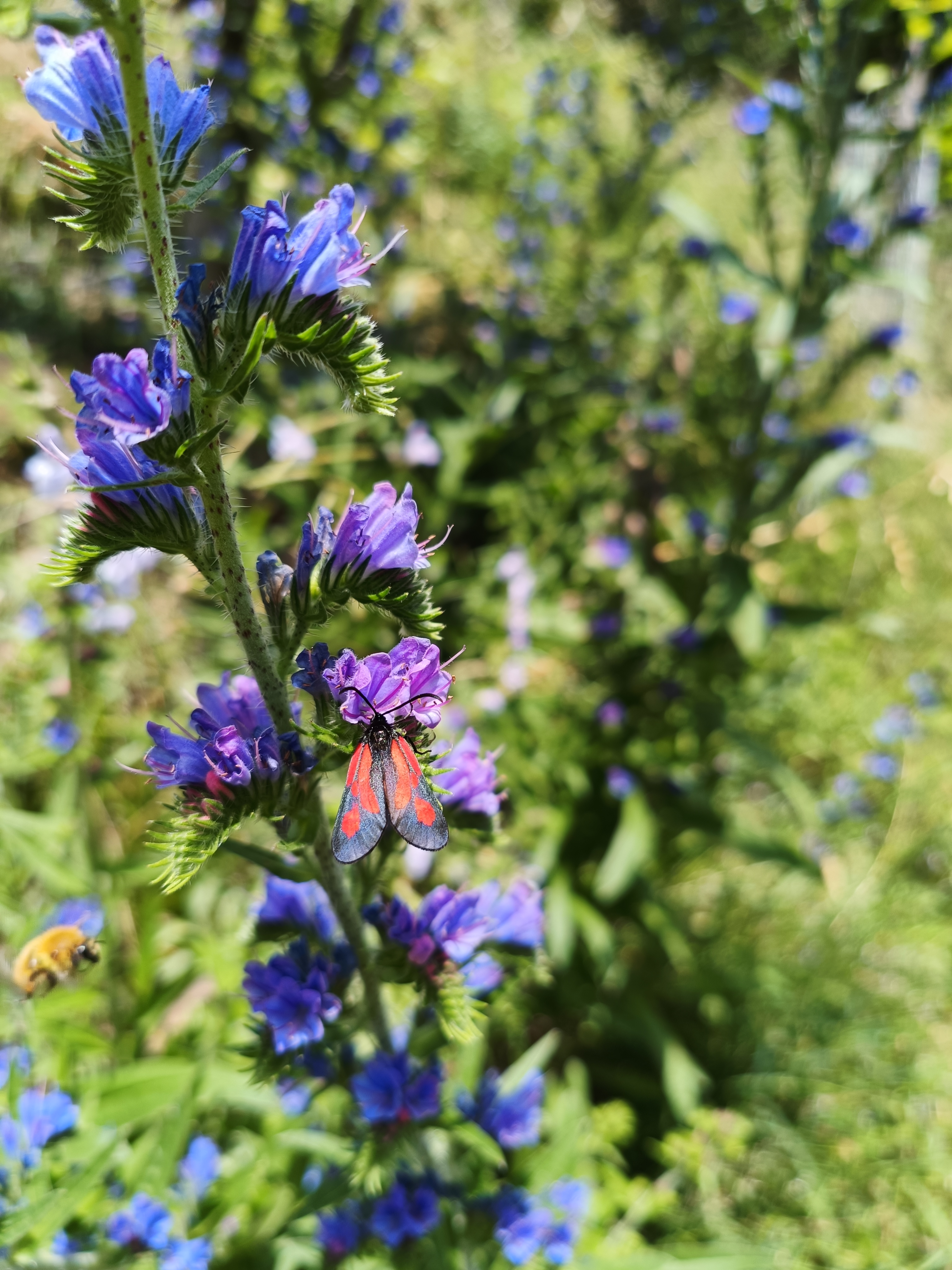 Rotwidderchen auf blühendem Natternkopf - einheimische Wildblumen locken seltene Falter an