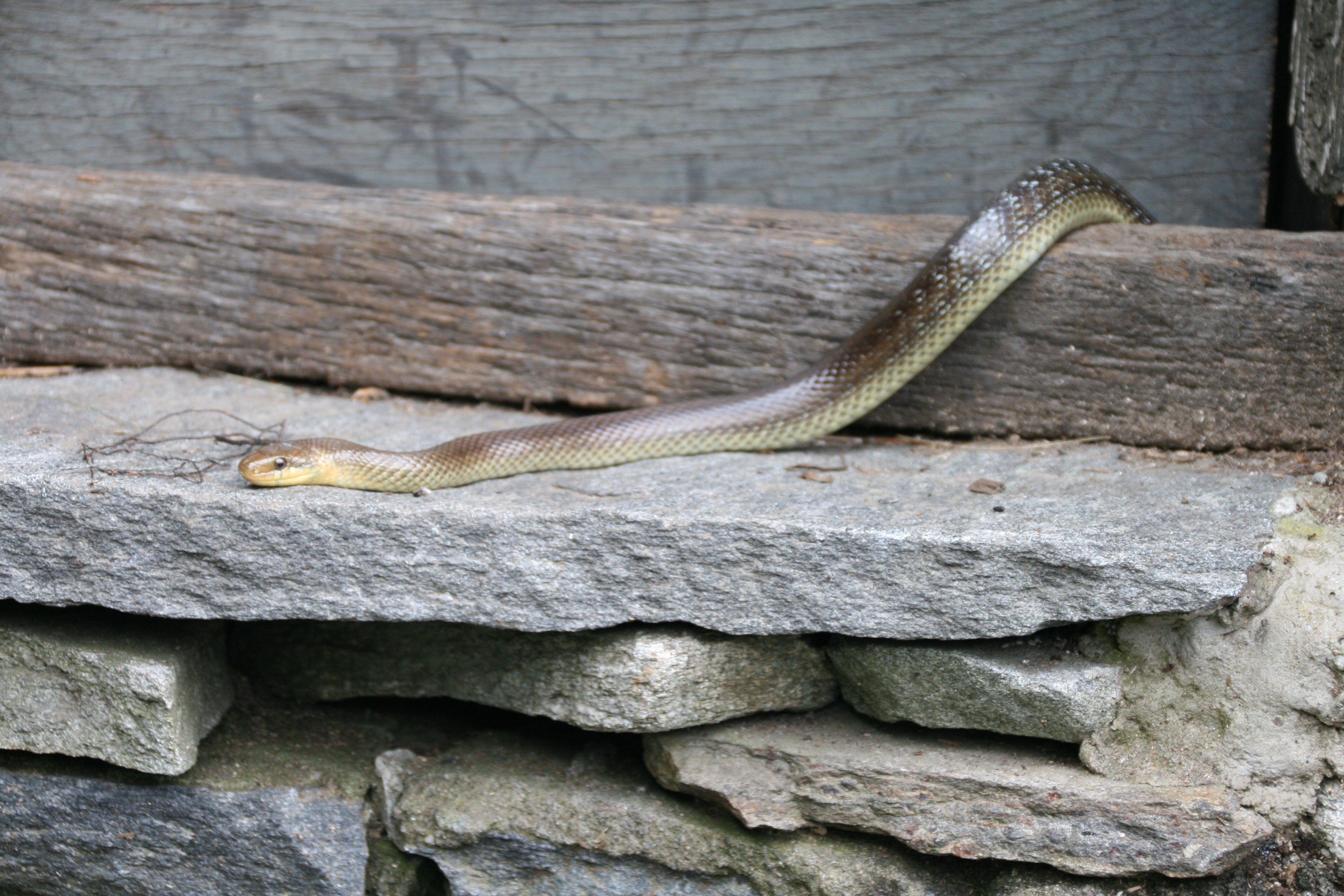 Äskulapnatter kriecht aus unserem Keller