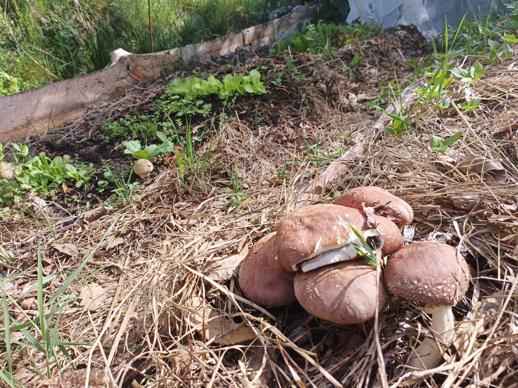 Pilze wachsen im Garten auf Stroh-Mulch