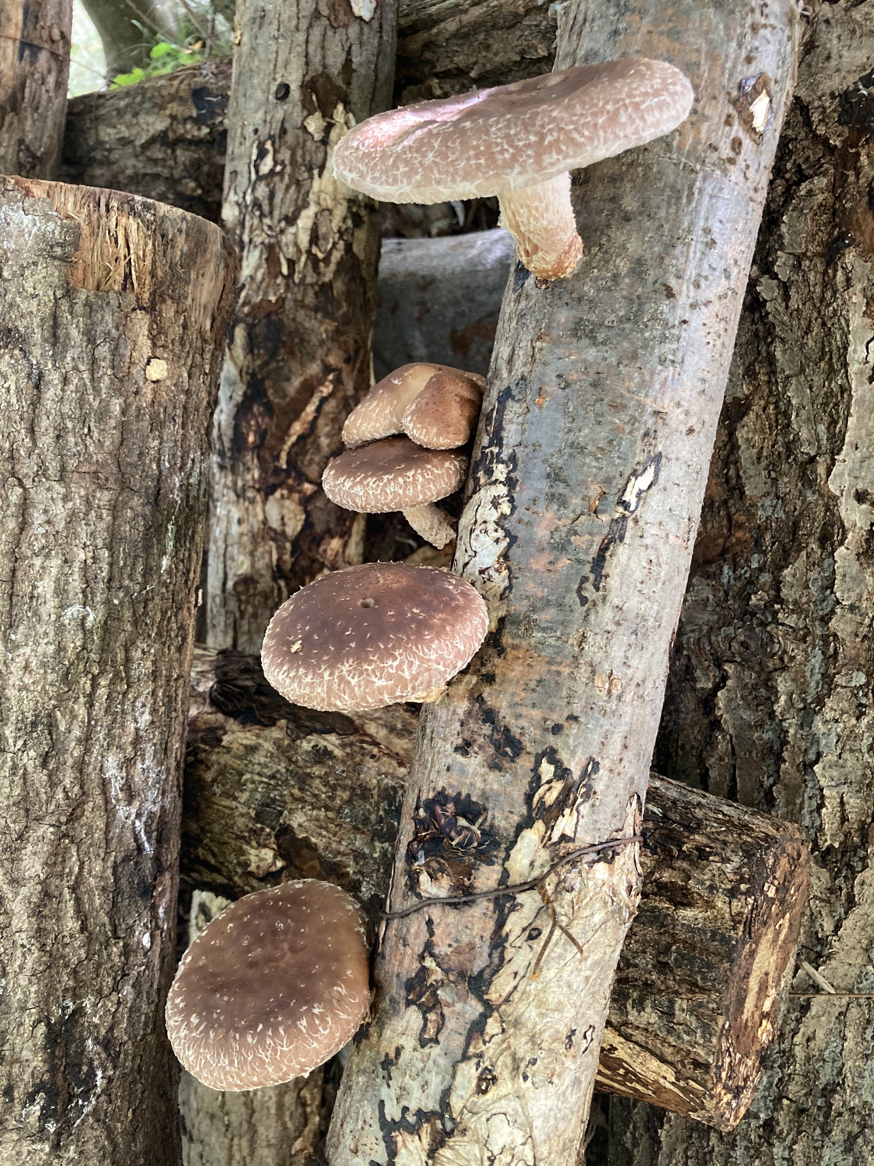 Pilzzucht auf Baumstämmen und im Garten