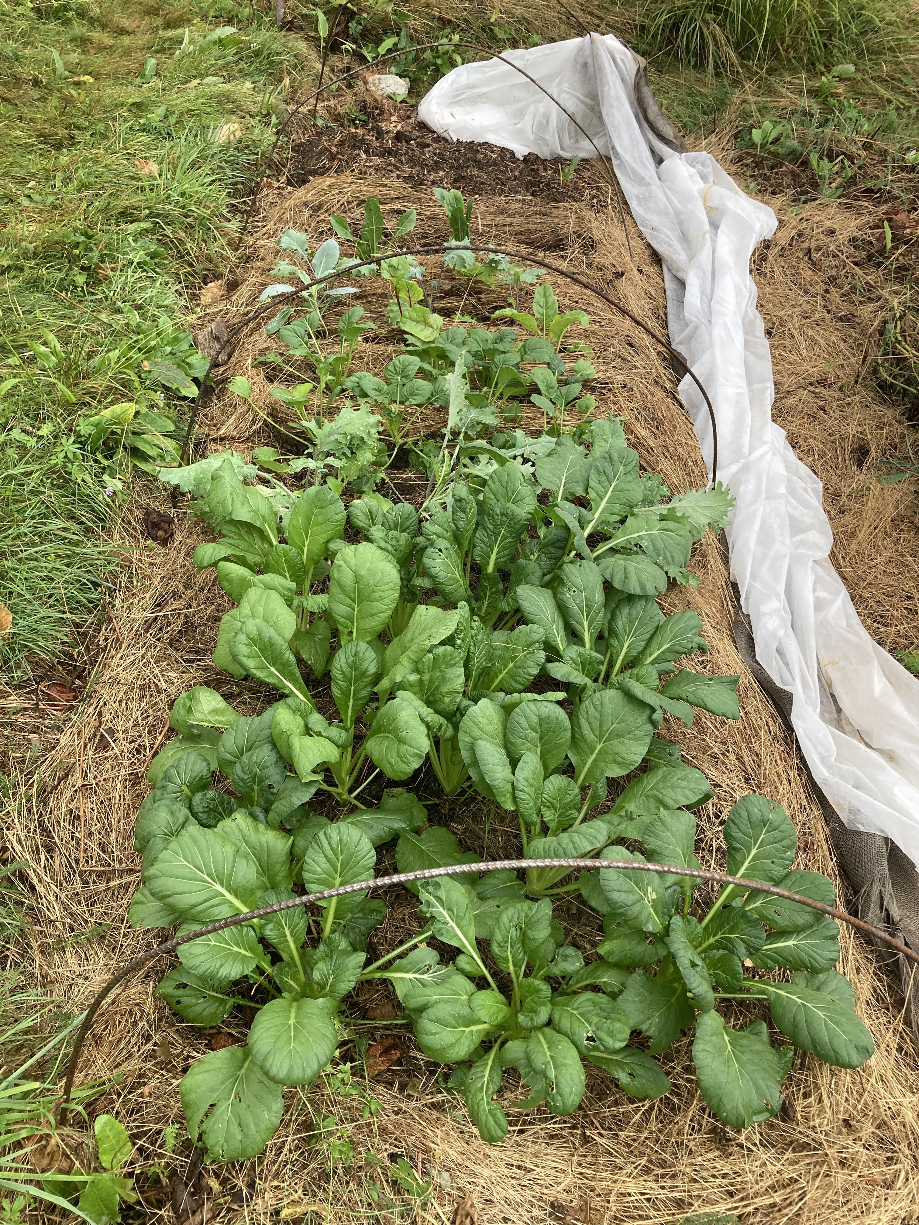 Bodenaufbau zum Gemüseanbau
