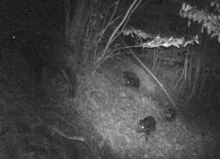 Wildkamera Aufnahme: Wildschweine