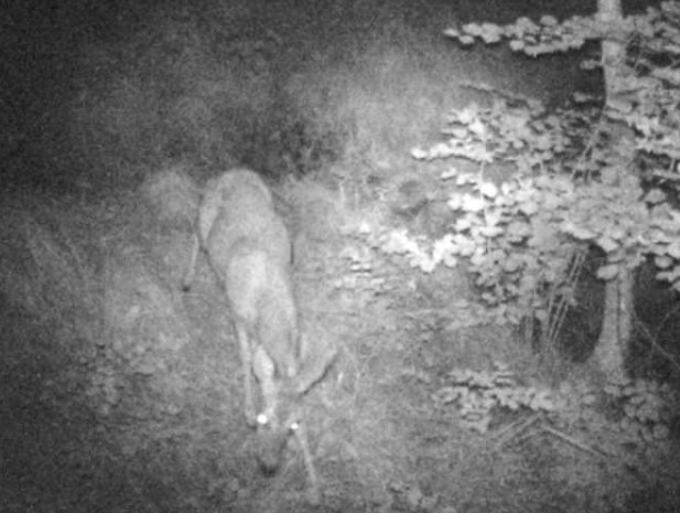 Wildkamera Aufnahme: Rehe